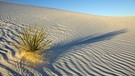 Einzelne Yucca-Pflanze in einer Sandwüste. Wurzeln fassen im trockensten Lebensraum der Welt? Sogar in den Wüsten der Erde können Pflanzen wachsen. Kakteen, Sukkulenten, Gräser, Akazienbäume oder Yuccapalmen gehören zur Wüstenvegetation.  | Bild: picture alliance/Zoonar | Bill Kennedy