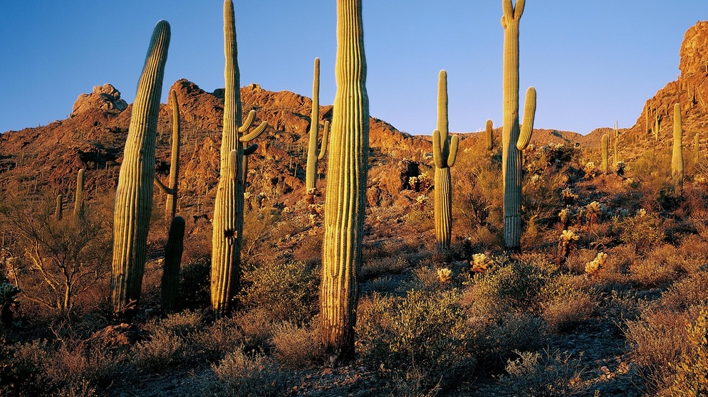 Saguaro-Kakteen in den USA. Wurzeln fassen im trockensten Lebensraum der Welt? Sogar in den Wüsten der Erde können Pflanzen wachsen. Kakteen, Sukkulenten, Gräser, Akazienbäume oder Yuccapalmen gehören zur Wüstenvegetation.  | Bild: picture alliance/imageBROKER | Phil Degginger