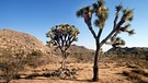 Ein Josuabaum in der Mojave-Wüste. Wurzeln fassen im trockensten Lebensraum der Welt? Sogar in den Wüsten der Erde können Pflanzen wachsen. Kakteen, Sukkulenten, Gräser, Akazienbäume oder Yuccapalmen gehören zur Wüstenvegetation.  | Bild: picture-alliance/dpa