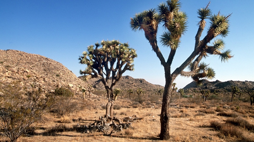 Ein Josuabaum in der Mojave-Wüste. Wurzeln fassen im trockensten Lebensraum der Welt? Sogar in den Wüsten der Erde können Pflanzen wachsen. Kakteen, Sukkulenten, Gräser, Akazienbäume oder Yuccapalmen gehören zur Wüstenvegetation.  | Bild: picture-alliance/dpa