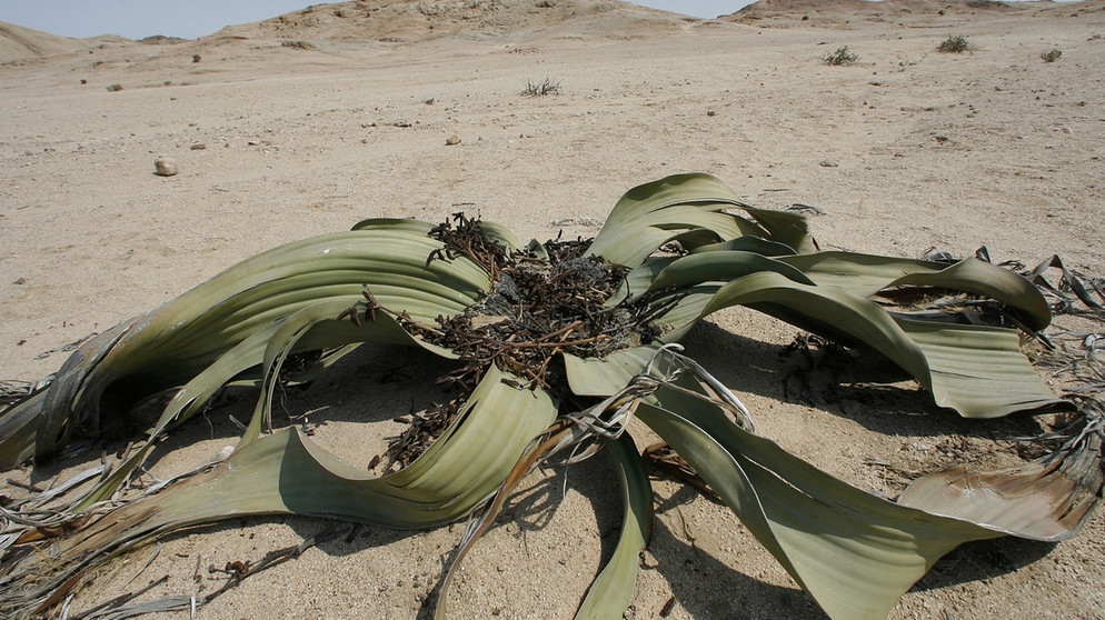 Welwitschia mirabilis in der Wüste Namib. Wurzeln fassen im trockensten Lebensraum der Welt? Sogar in den Wüsten der Erde können Pflanzen wachsen. Kakteen, Sukkulenten, Gräser, Akazienbäume oder Yuccapalmen gehören zur Wüstenvegetation.  | Bild: picture-alliance/dpa