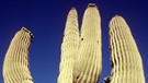 Saguaro-Kaktus - Pflanze der Wüste und Wüstensymbol. Wurzeln fassen im trockensten Lebensraum der Welt? Sogar in den Wüsten der Erde können Pflanzen wachsen. Kakteen, Sukkulenten, Gräser, Akazienbäume oder Yuccapalmen gehören zur Wüstenvegetation.  | Bild: picture-alliance/dpa