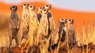 Eine Erdmännchengruppe in der Kalahari. Auch Schlangenund Kamele sind perfekt an die Wüste angepasste Tiere. Im Laufe der Zeit hat sich die Evolution viele Strategien einfallen lassen, die Tieren in diesen trockenen Lebensräumen das Überleben sichern. | Bild: picture alliance/Zoonar | Jeannette Rudloff