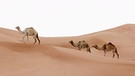Dromedare in der Wüste. Schlangen, Echsen und Kamele sind perfekt an die Wüste angepasste Tiere. Im Laufe der Zeit hat sich die Evolution viele Strategien einfallen lassen, die Tieren in diesen trockenen Lebensräumen das Überleben sichern. | Bild: picture-alliance/dpa