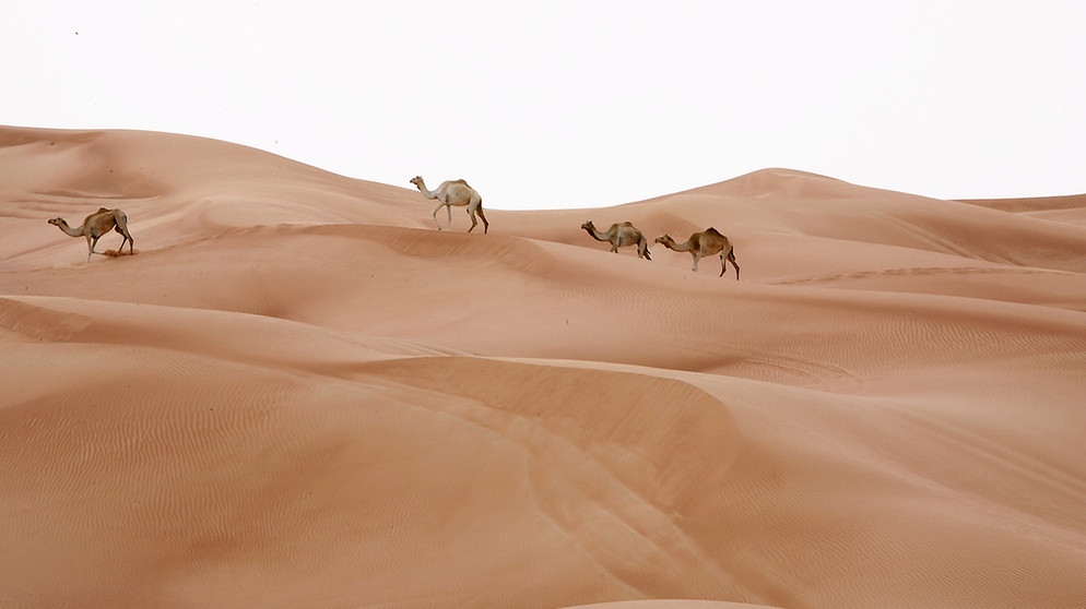 Dromedare in der Wüste. Schlangen, Echsen und Kamele sind perfekt an die Wüste angepasste Tiere. Im Laufe der Zeit hat sich die Evolution viele Strategien einfallen lassen, die Tieren in diesen trockenen Lebensräumen das Überleben sichern. | Bild: picture-alliance/dpa