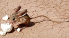 Wüstenspringmaus - das Wüstentier mit enormer Sprungkraft (hier in der Wüste Gobi). Im Laufe der Zeit hat sich die Evolution viele Strategien einfallen lassen, die Tieren in den trockensten Lebensräumen das Überleben sichern. | Bild: picture-alliance/dpa