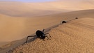 Drei Nebeltrinker-Käfer krabbeln in einer Sanddüne der Namib-Wüste. Im Laufe der Zeit hat sich die Evolution viele Strategien einfallen lassen, die Tieren in diesen trockenen Lebensräumen das Überleben sichern. | Bild: picture alliance/imageBROKER | Nigel Dennis