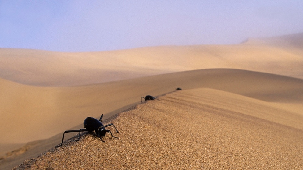 Drei Nebeltrinker-Käfer krabbeln in einer Sanddüne der Namib-Wüste. Im Laufe der Zeit hat sich die Evolution viele Strategien einfallen lassen, die Tieren in diesen trockenen Lebensräumen das Überleben sichern. | Bild: picture alliance/imageBROKER | Nigel Dennis