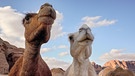 Zwei Kamele in einer Nahaufnahme. Schlangen, Echsen und Kamele sind perfekt an die Wüste angepasste Tiere. Im Laufe der Zeit hat sich die Evolution viele Strategien einfallen lassen, die Tieren in diesen trockenen Lebensräumen das Überleben sichern. | Bild: picture alliance/PantherMedia | Lubo Ivanko