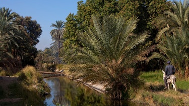 Bewässerungskanal am Nil. Eine Oase ist ein Gebiet mit Vegetation und einem Wasserzugang mitten in der Wüste. Hier können sogar Nutzpflanzen angebaut werden. Wir erklären euch, wie Oasen entstehen. | Bild: picture-alliance/Arved Gintenreiter