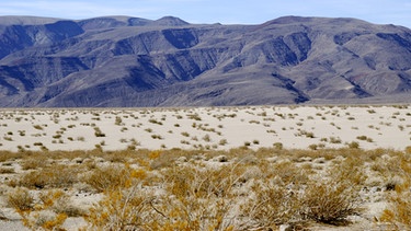 Steppenähnliche Vegetation des Panamint Valley in der kalifornischen Wüste.Wie entstehen Wüsten weltweit? Wüsten sind ein faszinierender Lebensraum für eine besondere Tier- und Pflanzenwelt. Hier erfahrt ihr mehr über die trockensten Gebiete der Erde.  | Bild: picture-alliance/dpa