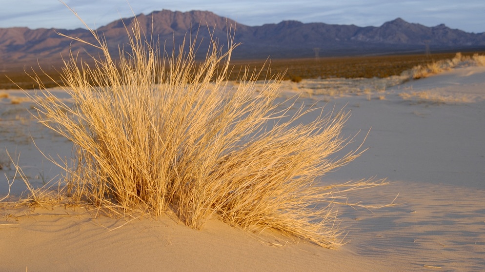 Sanddünen bei Kelso in der kalifornischen Regenschattenwüste Mojave. Die Regenschattenwüsten der Erde werden von Gebirgen abgeschirmt, deren Berge wie eine Barriere gegen Regen wirken. Hier erfahrt ihr mehr über diese besonderen Wüsten.  | Bild: picture-alliance/dpa