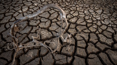 Wurzeln auf einem ausgetrockneten Boden in Spanien. Die Welt verliert weltweit an fruchtbarem Boden. Die Wüsten wachsen - und wir Menschen sind nicht unschuldig daran, weil wir in trockenen Gebieten Böden, Vegetation und Wasservorräte zu intensiv nutzen. | Bild: picture alliance/ASSOCIATED PRESS | Emilio Morenatti
