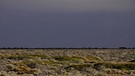Die endlose Weite der Nullarbor Ebene in Westaustralien. Bezieht man Halbwüsten mit ein, gehören den Wüsten mit rund 50 Millionen Quadratkilometern von allen Landschaftsformen der Erde die größte Fläche. Ein faszinierender Lebensraum für eine besondere Tier-und Pflanzenwelt. Hier erfahrt ihr spannende Fakten über die trockensten Gebiete der Welt. | Bild: picture-alliance/Paul Mayall