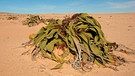 Welwitschie (Welwitschia mirabilis) Wüstenpflanze in der Namib, eine Wüste direkt am Meer. Küstenwüsten befinden sich in der Nähe von kalten Ozeanströmungen aus der Antarktis. Kühle Luft kann wegen warmer Passatwinde nicht aufsteigen, Wolken und Regen bleiben aus. | Bild: picture alliance/imageBROKER | Malcolm Schuyl/FLPA