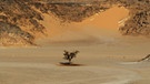 Wüstenbaum und Wüstenpflanze: Akazie in der Sahara-Wüste | Bild: picture-alliance/dpa