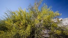 Ein Blue Palo Verde-Strauch, auch Parkinsonia florida genannt. Parkinsonien reduzieren ihre Blätter zu geschuppten, nadelartigen Pinnen, um in der Wüste Wasser zu sparen. | Bild: picture-alliance/Frank Duenzl