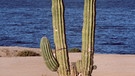Saguaro-Kaktus - eine Wüstenpflanze und zugleich Symbol für Wüste und sengende Hitze | Bild: picture-alliance/dpa
