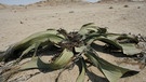 Welwitschia mirabilis - eine Wüstenpflanze in der Wüste Namib | Bild: picture-alliance/dpa