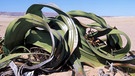 Wüstenpflanze und lebendes Fossil: Welwitschia mirabilis in der Wüste Namib | Bild: picture-alliance/dpa