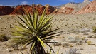 Bekannte Wüstenpflanze: Yucca im Red Rock Canyon in Nevada  | Bild: picture-alliance/dpa