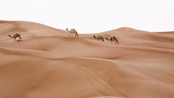 Dromedare in der Wüste - Wüstentiere wie aus dem Bilderbuch | Bild: picture-alliance/dpa