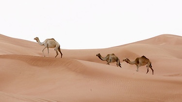 Dromedare in der Wüste - Wüstentiere wie aus dem Bilderbuch | Bild: picture-alliance/dpa