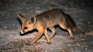 Nachtaktives Wüstentier: der Fennek - eine Windhund-Art | Bild: picture-alliance/dpa