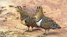 Maskenflughühner bevorzugen als Lebensraum wüstenhafte Gebiete, sind also echte Tiere der Wüste | Bild: picture-alliance/dpa
