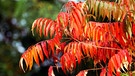 Eine invasive Pflanzenart: der Essigbaum - ein Neophyt | Bild: picture-alliance/dpa