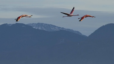 Flamingos fliegen vor Alpenkulisse am Chiemsee, sie sind eine eingewanderte Art, Neozoen, die aber für die heimische Natur ungefährlich ist. | Bild: picture-alliance/dpa