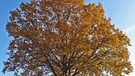 Eine Trauben-Eiche. Der 25. April ist Tag des Baumes. Welcher ist Baum des Jahres? Und welcher Baum ist am ältesten und längsten? Wir haben einige Fakten über Bäume und Wald für euch zusammengetragen.  | Bild: A. Roloff