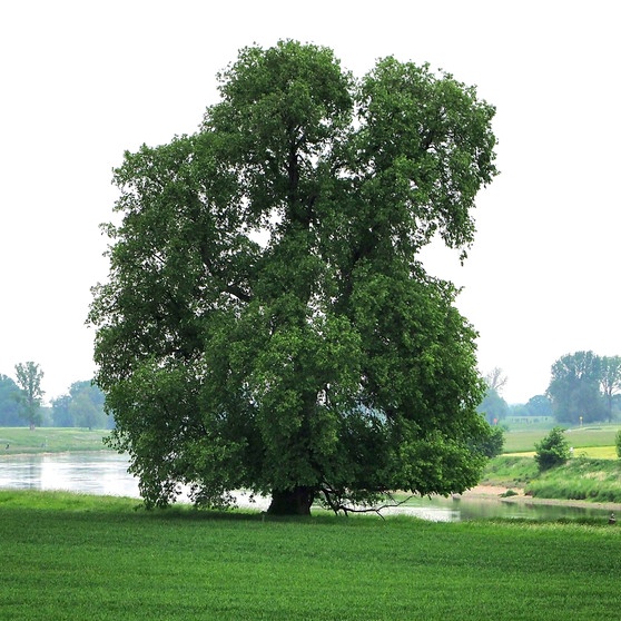 Die Flatter-Ulme mit ihren markanten Brettwurzeln ist der Baum des Jahres 2019. Der 25. April ist Tag des Baumes. Welcher ist Baum des Jahres? Und welcher Baum ist am ältesten und längsten? Wir haben einige Fakten über Bäume und Wald für euch zusammengetragen.  | Bild: dpa-Bildfunk/BdJ/Roloff