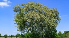 Gewöhnlichen Robinie (Robinia pseudoacacia). Der 25. April ist Tag des Baumes. Welcher ist Baum des Jahres? Und welcher Baum ist am ältesten und längsten? Wir haben einige Fakten über Bäume und Wald für euch zusammengetragen.  | Bild: picture-alliance/dpa