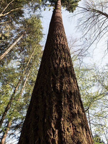 Derzeit Deutschlands höchster Baum: Die Douglasie Waldtraut im Stadtwald Freiburg. Der 25. April ist Tag des Baumes. Welcher ist Baum des Jahres? Und welcher Baum ist am ältesten und längsten? Wir haben einige Fakten über Bäume und Wald für euch zusammengetragen.  | Bild: dpa-Bildfunk