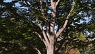 Laubbäume sind besonders gut für das Stadtklima: Buche. Der 25. April ist Tag des Baumes. Welcher ist Baum des Jahres? Und welcher Baum ist am ältesten und längsten? Wir haben einige Fakten über Bäume und Wald für euch zusammengetragen.  | Bild: picture-alliance/dpa