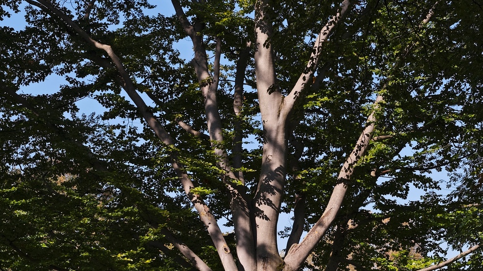 Laubbäume sind besonders gut für das Stadtklima: Buche. Der 25. April ist Tag des Baumes. Welcher ist Baum des Jahres? Und welcher Baum ist am ältesten und längsten? Wir haben einige Fakten über Bäume und Wald für euch zusammengetragen.  | Bild: picture-alliance/dpa