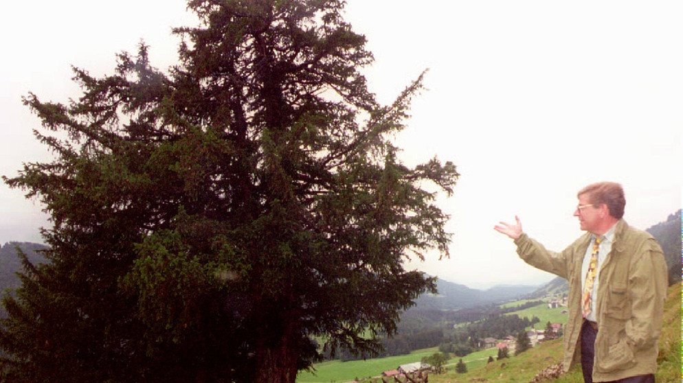 Doppel-Eibe in Balderschwang (Oberallgäu) mit dem damaligen Umweltminister Bayerns, Thomas Goppel. Der 25. April ist Tag des Baumes. Welcher ist Baum des Jahres? Und welcher Baum ist am ältesten und längsten? Wir haben einige Fakten über Bäume und Wald für euch zusammengetragen.  | Bild: picture-alliance/dpa