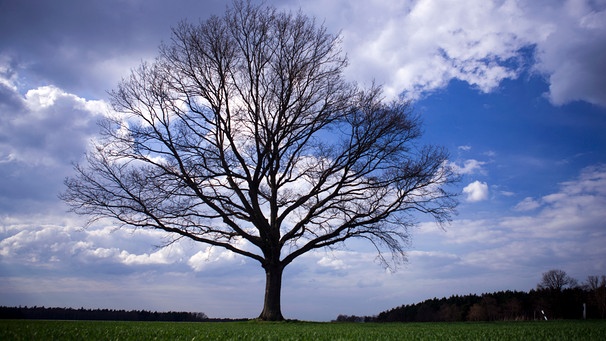 Der 25. April ist Tag des Baumes. Welcher ist Baum des Jahres? Und welcher Baum ist am ältesten und längsten? Wir haben einige Fakten über Bäume und Wald für euch zusammengetragen.  | Bild: picture-alliance/dpa