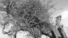 Kunigundenlinde - Gräfenberg in der Fränkischen Schweiz. Der 25. April ist Tag des Baumes. Welcher ist Baum des Jahres? Und welcher Baum ist am ältesten und längsten? Wir haben einige Fakten über Bäume und Wald für euch zusammengetragen.  | Bild: picture-alliance/dpa