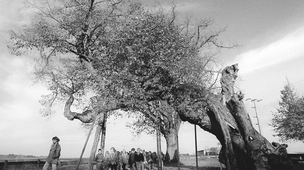 Kunigundenlinde - Gräfenberg in der Fränkischen Schweiz. Der 25. April ist Tag des Baumes. Welcher ist Baum des Jahres? Und welcher Baum ist am ältesten und längsten? Wir haben einige Fakten über Bäume und Wald für euch zusammengetragen.  | Bild: picture-alliance/dpa