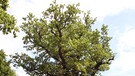 1000-jährige Eiche im Ivenacker Tiergarten (Kreis Demmin). Der 25. April ist Tag des Baumes. Welcher ist Baum des Jahres? Und welcher Baum ist am ältesten und längsten? Wir haben einige Fakten über Bäume und Wald für euch zusammengetragen.  | Bild: picture-alliance/dpa