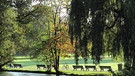 Bäume im Englischen Garten in München | Bild: picture-alliance/dpa