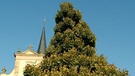 Dorflinde in Grettstadt (Lkr. Schweinfurt). Der 25. April ist Tag des Baumes. Welcher ist Baum des Jahres? Und welcher Baum ist am ältesten und längsten? Wir haben einige Fakten über Bäume und Wald für euch zusammengetragen.  | Bild: picture-alliance/dpa