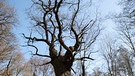 "Dicke Marie" - Berlins ältester Baum. Der 25. April ist Tag des Baumes. Welcher ist Baum des Jahres? Und welcher Baum ist am ältesten und längsten? Wir haben einige Fakten über Bäume und Wald für euch zusammengetragen.  | Bild: picture-alliance/dpa