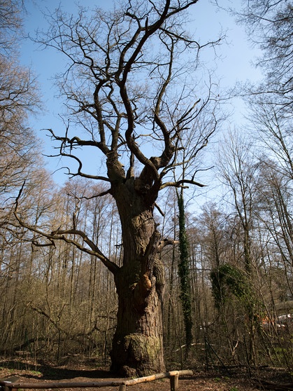 "Dicke Marie" - Berlins ältester Baum. Der 25. April ist Tag des Baumes. Welcher ist Baum des Jahres? Und welcher Baum ist am ältesten und längsten? Wir haben einige Fakten über Bäume und Wald für euch zusammengetragen.  | Bild: picture-alliance/dpa