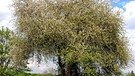 Baum des Jahres 2013: Wildapfel. Der 25. April ist Tag des Baumes. Welcher ist Baum des Jahres? Und welcher Baum ist am ältesten und längsten? Wir haben einige Fakten über Bäume und Wald für euch zusammengetragen.  | Bild: picture-alliance/dpa