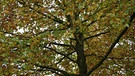 Ahorn: Theodor Heuss pflanzte 1952 einen Ahorn. Der 25. April ist Tag des Baumes. Welcher ist Baum des Jahres? Und welcher Baum ist am ältesten und längsten? Wir haben einige Fakten über Bäume und Wald für euch zusammengetragen.  | Bild: picture-alliance/dpa