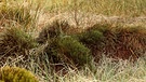 Torfmoos im Naturschutzgebiet | Bild: picture-alliance/dpa/Zoonar/Gerd Herrmann