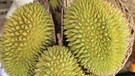 Die südostasiatische Frucht Durian ist für ihren Geschmack und ihren Gestank bekannt. | Bild: picture alliance/Photononstop